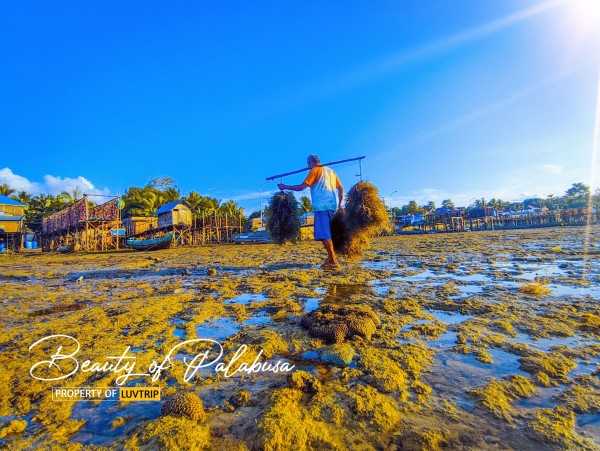 Perjalanan Sehari ke Permata Tersembunyi Baubau: Palabusa